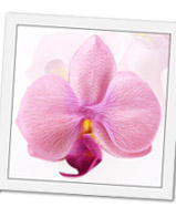 6 Orchidées MING fushia coeur orange